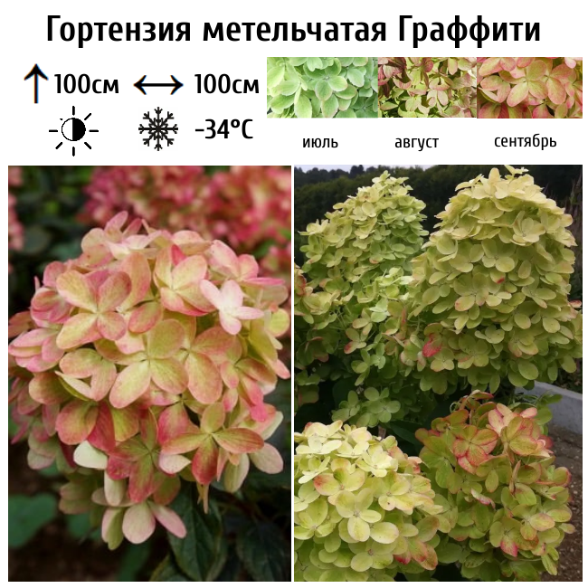 Гортензия метельчатая "Граффити"