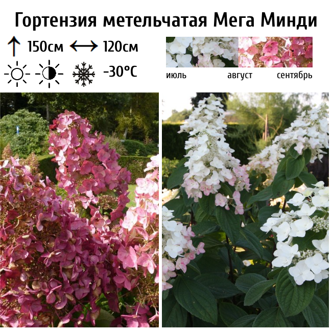 Гортензия метельчатая "Мега Минди"