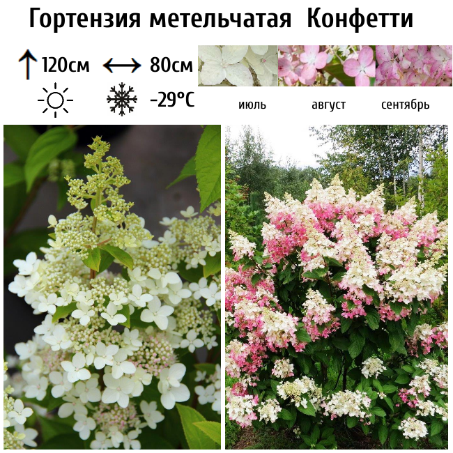 Гортензия метельчатая "Конфетти"