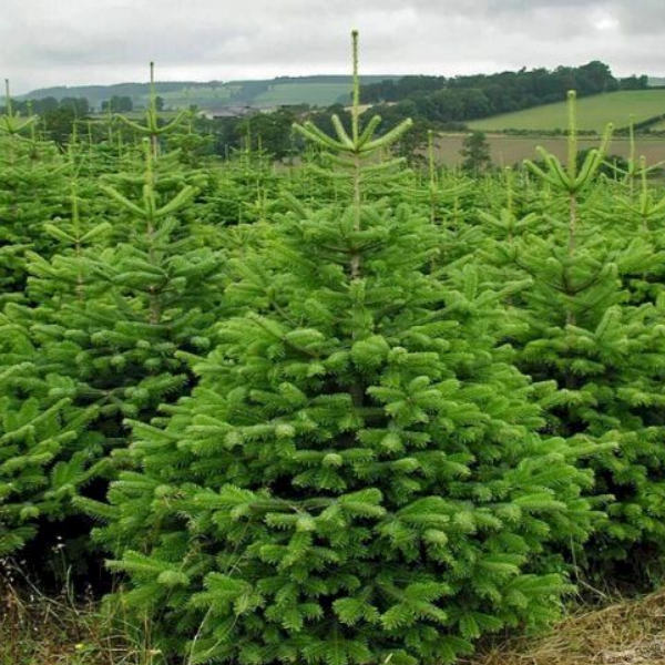 Пихта Нордмана "Добричовиц "