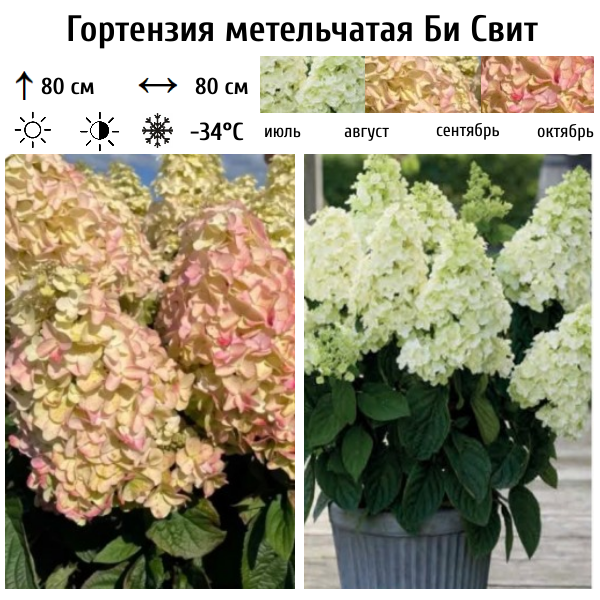 Гортензия метельчатая "Би Свит"