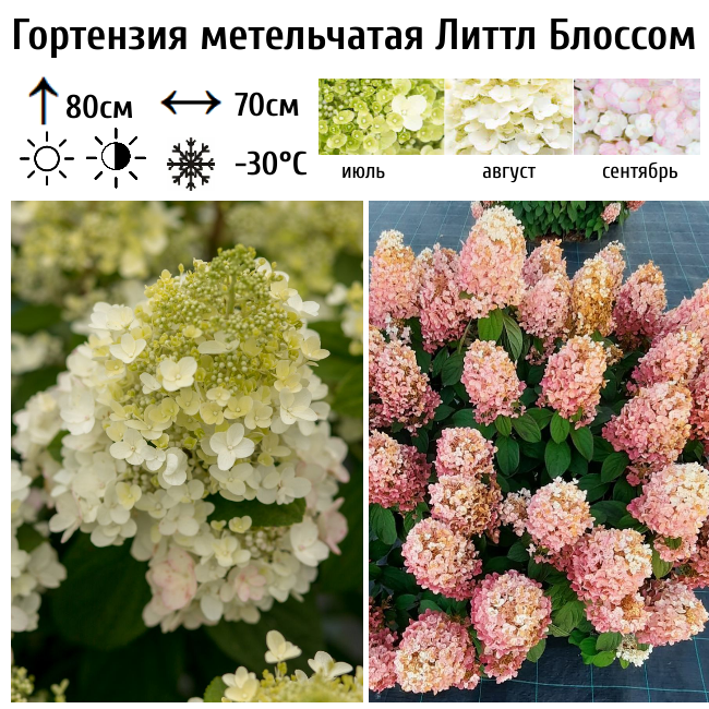 Гортензия метельчатая "Литтл Блоссом"
