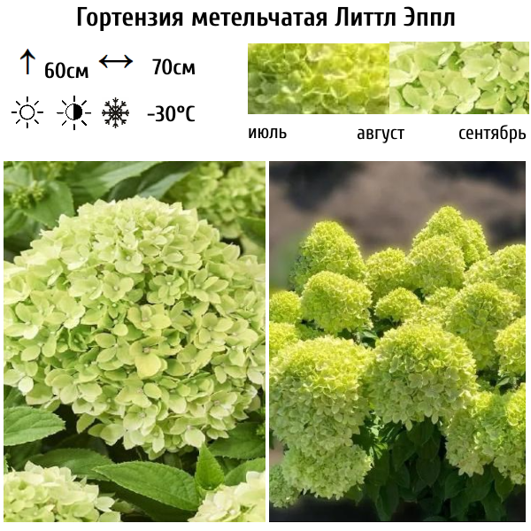 Основное изображение товара