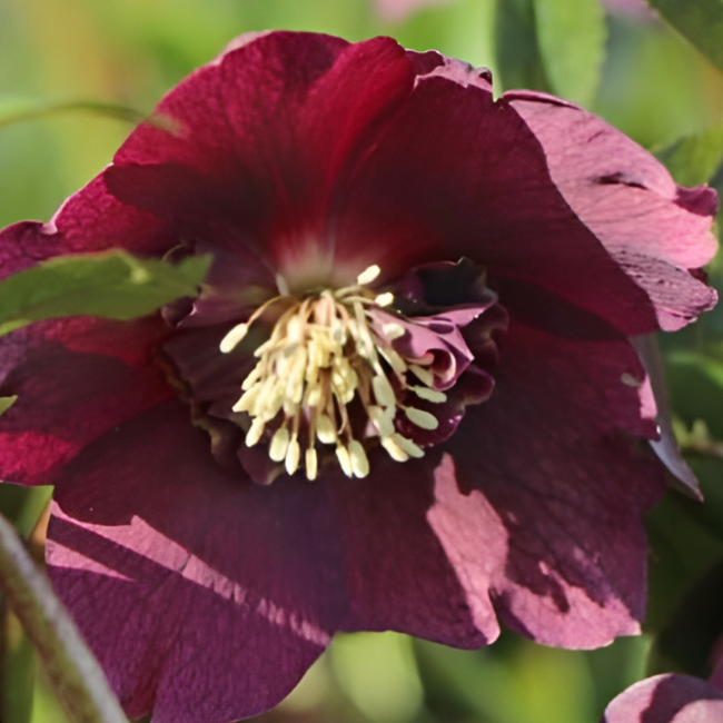 Морозник восточный "Претти Эллен Ред"