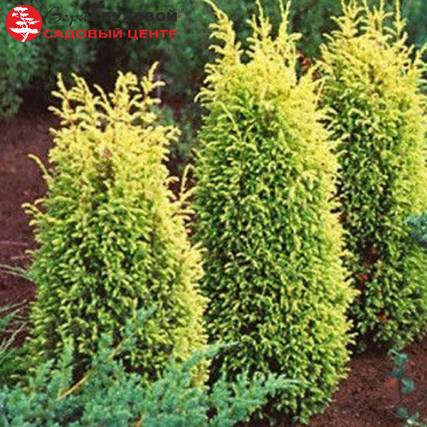 Можжевельник обыкновенный  "Голд Коне"
