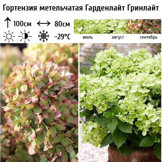 Гортензия метельчатая "Гарденлайт Гринлайт"