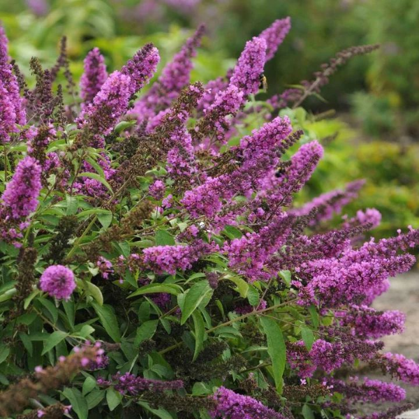 Буддлея Давида "Тутти Фрутти"