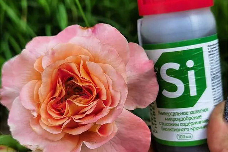 Жидкое микроудобрение «Силиплант» Жидкое микроудобрение «Силиплант»