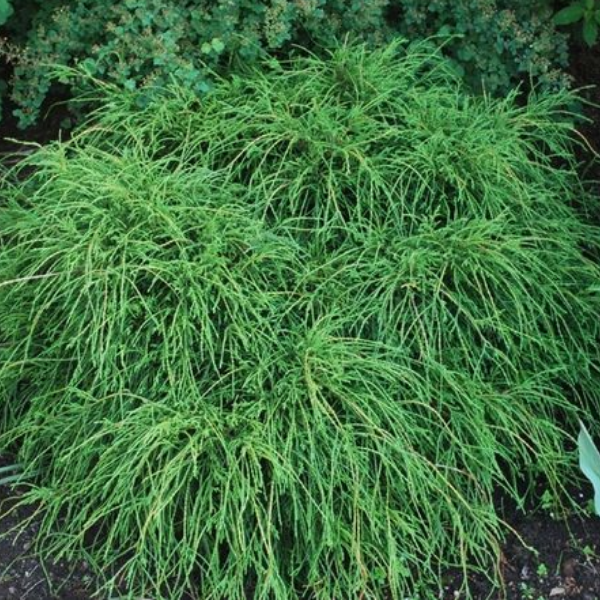 Кипарисовик горохоплодный "Филефера Нана"