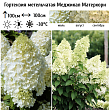 Гортензия метельчатая 