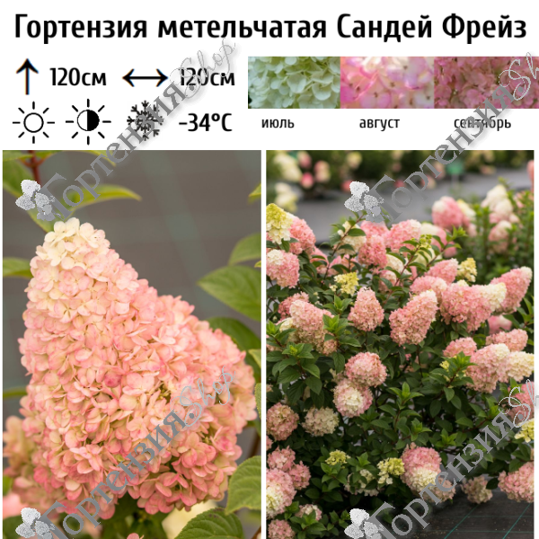 Гортензия метельчатая "Сандей Фрейз"