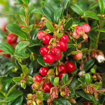 Брусника "Мисс Черри" 