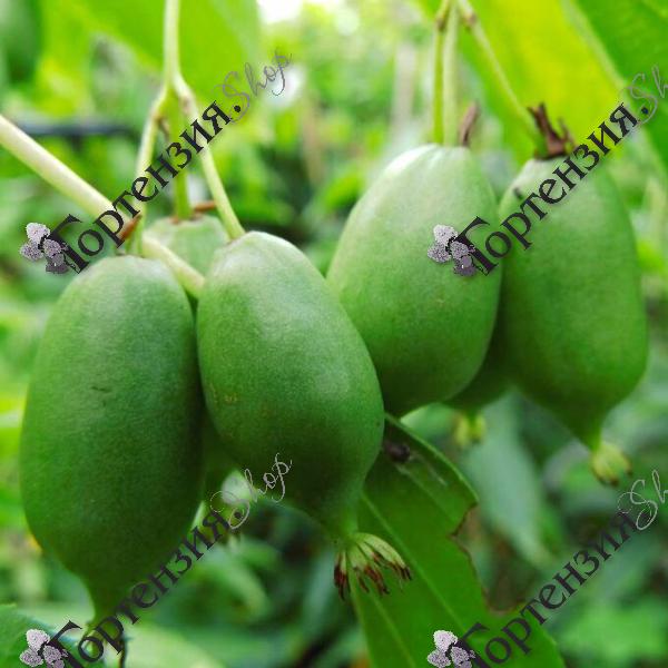 Актинидия аргута "Иссаи"