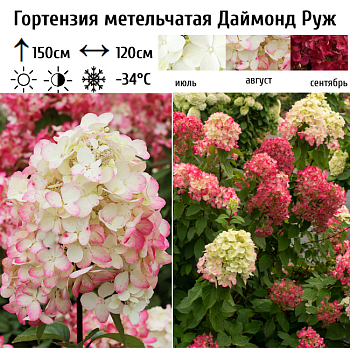 Гортензия метельчатая "Даймонд Руж" 