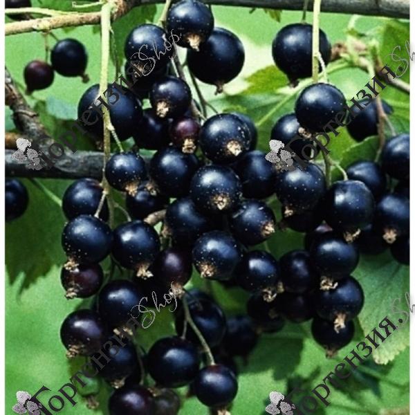 Смородина черная "Титания"