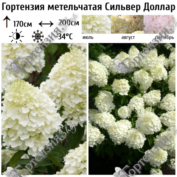 Гортензия метельчатая Сильвер Доллар