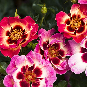 Роза миниатюрная "Blushing Babylon Eyes" 