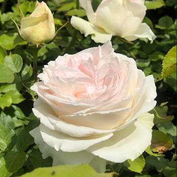 Роза плетистая "Palais Royal" 