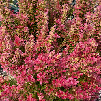 Барбарис Тунберга "Флоренс" 