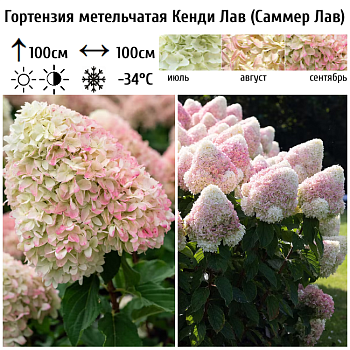 Гортензия метельчатая "Кенди Лав=Саммер Лав" 