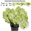 Гортензия метельчатая 