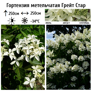 Гортензия метельчатая "Грейт Стар" 