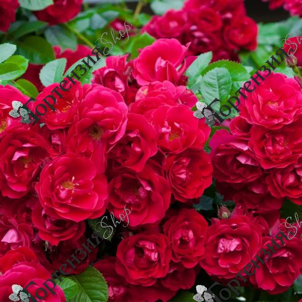 Роза миниатюрная "Rote The Fairy"