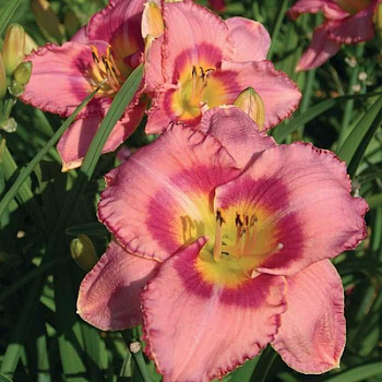 Лилейник "Дресс Пинк" 