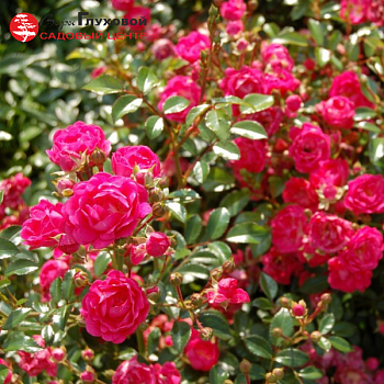 Роза миниатюрная "Lovely Fairy" 