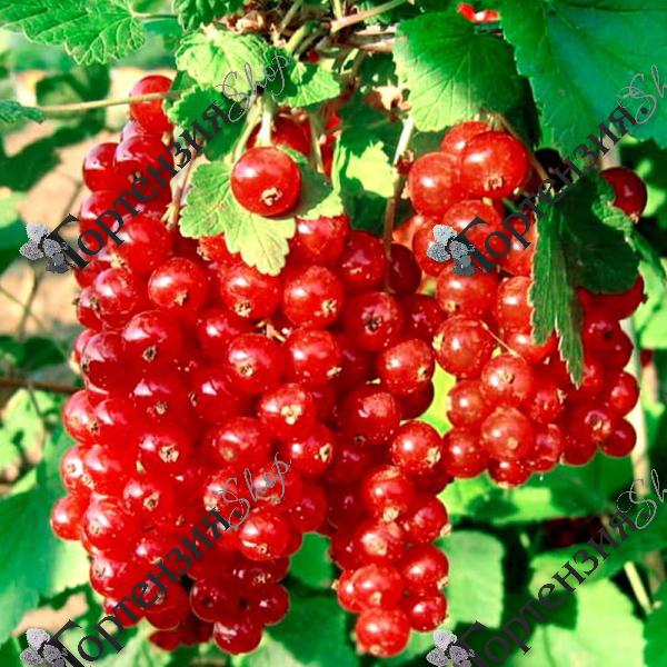 Смородина красная "Натали"