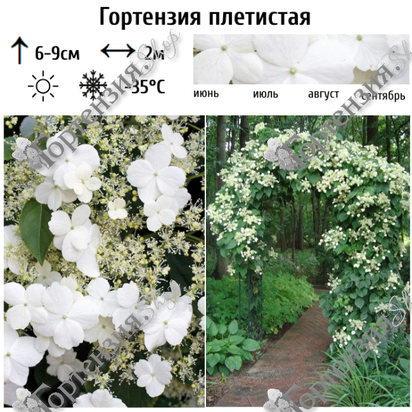 Гортензия плетистая