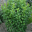 Барбарис Тунберга 
