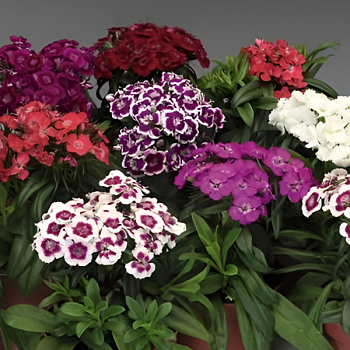 Гвоздика бородатая "Барбарини микс" 